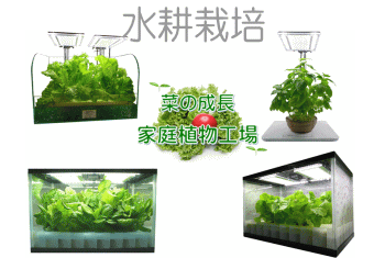 水耕栽培